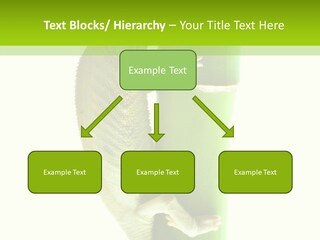 Arboricole Isolated Wild PowerPoint Template
