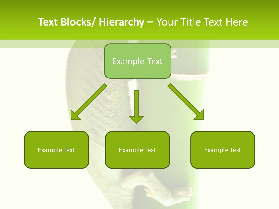 Arboricole Isolated Wild PowerPoint Template