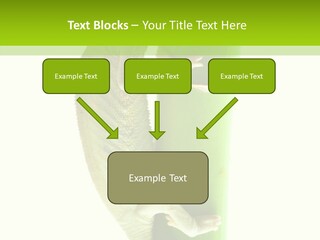 Arboricole Isolated Wild PowerPoint Template