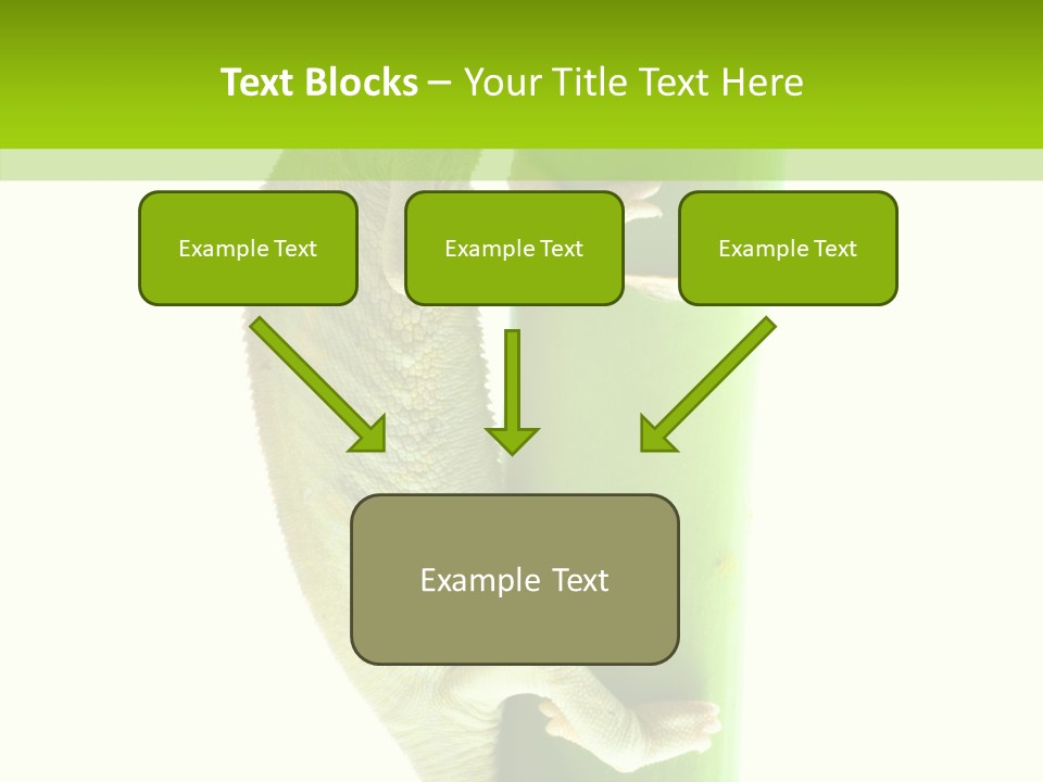 Arboricole Isolated Wild PowerPoint Template
