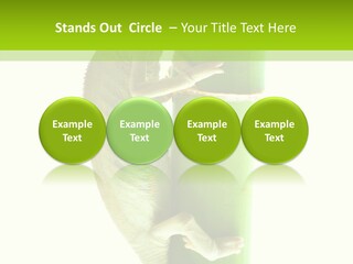 Arboricole Isolated Wild PowerPoint Template