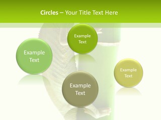 Arboricole Isolated Wild PowerPoint Template