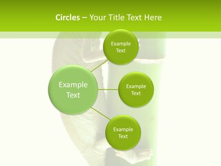 Arboricole Isolated Wild PowerPoint Template