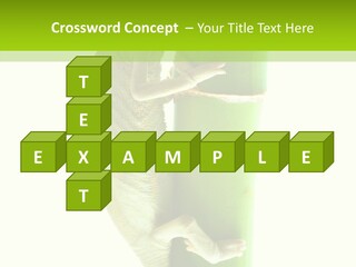 Arboricole Isolated Wild PowerPoint Template