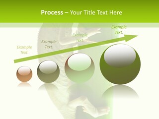 Arboricole Isolated Wild PowerPoint Template