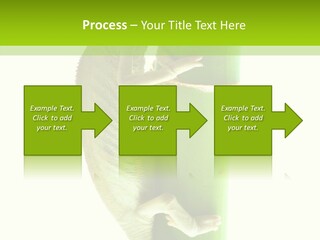 Arboricole Isolated Wild PowerPoint Template