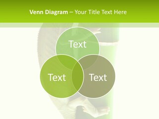 Arboricole Isolated Wild PowerPoint Template