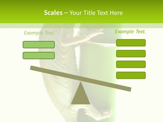 Arboricole Isolated Wild PowerPoint Template