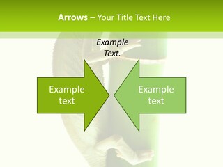 Arboricole Isolated Wild PowerPoint Template