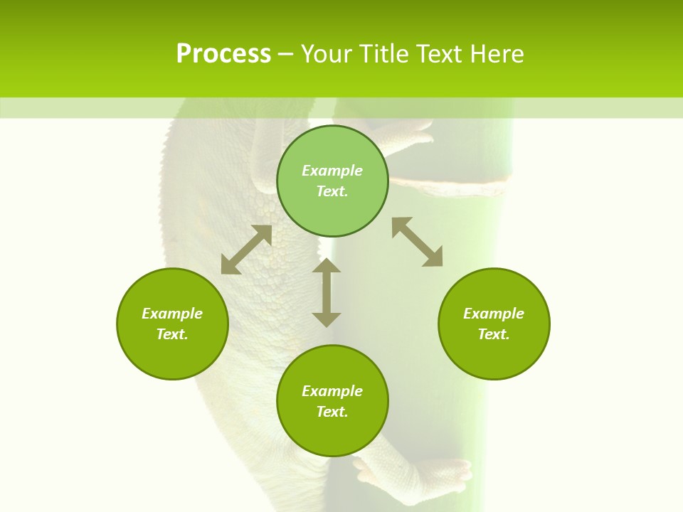 Arboricole Isolated Wild PowerPoint Template