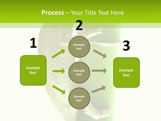 Arboricole Isolated Wild PowerPoint Template