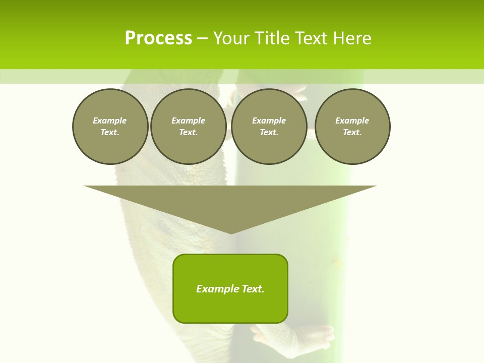 Arboricole Isolated Wild PowerPoint Template