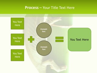Arboricole Isolated Wild PowerPoint Template