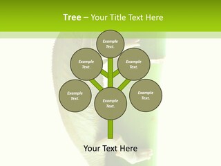 Arboricole Isolated Wild PowerPoint Template