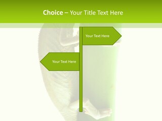 Arboricole Isolated Wild PowerPoint Template