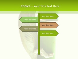 Arboricole Isolated Wild PowerPoint Template