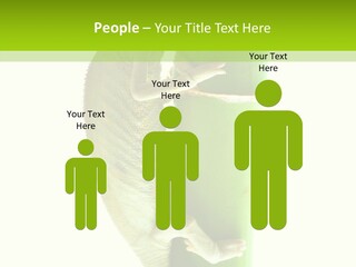 Arboricole Isolated Wild PowerPoint Template