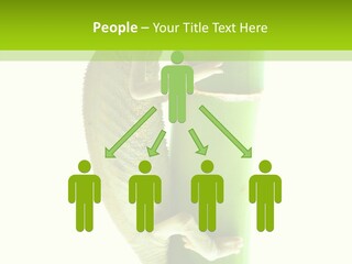 Arboricole Isolated Wild PowerPoint Template