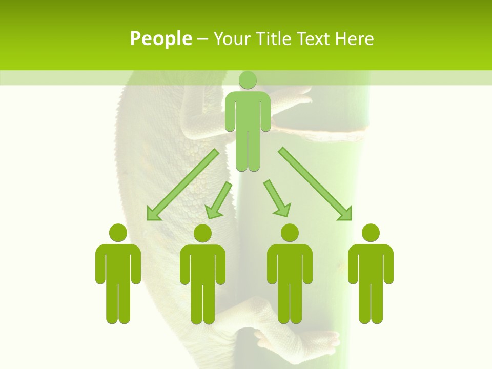 Arboricole Isolated Wild PowerPoint Template