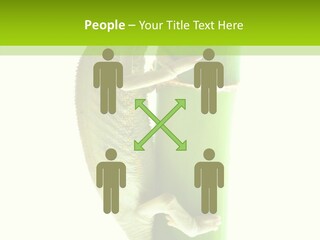 Arboricole Isolated Wild PowerPoint Template