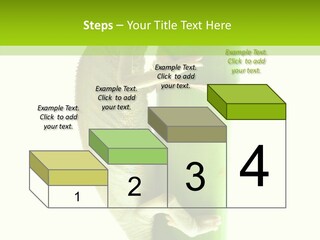 Arboricole Isolated Wild PowerPoint Template