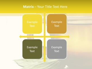 Background Indian Jasmine PowerPoint Template