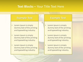 Background Indian Jasmine PowerPoint Template