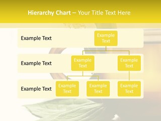 Background Indian Jasmine PowerPoint Template