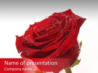 Holiday Bud Moisture PowerPoint Template