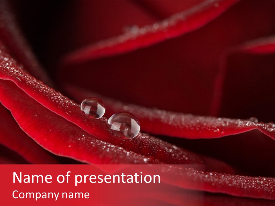Beauty Dewdrops Red PowerPoint Template