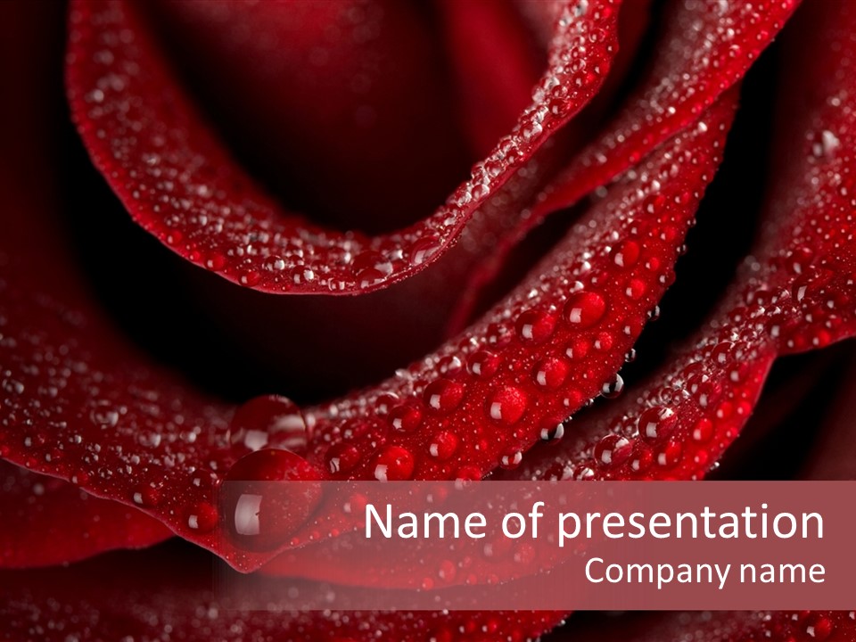 Beauty Dewdrops Valentine PowerPoint Template