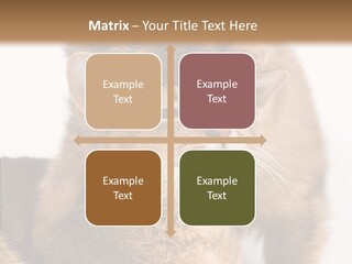 Staring Dreaminess Single PowerPoint Template