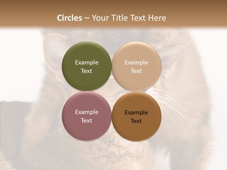 Staring Dreaminess Single PowerPoint Template