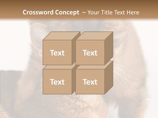 Staring Dreaminess Single PowerPoint Template