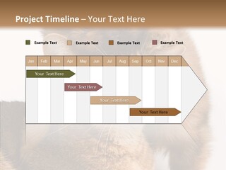 Staring Dreaminess Single PowerPoint Template
