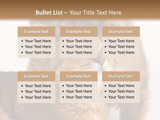 Staring Dreaminess Single PowerPoint Template