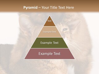 Staring Dreaminess Single PowerPoint Template