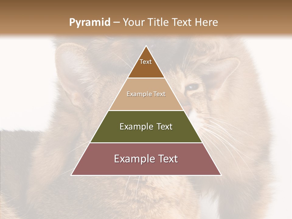 Staring Dreaminess Single PowerPoint Template