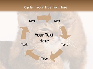 Staring Dreaminess Single PowerPoint Template
