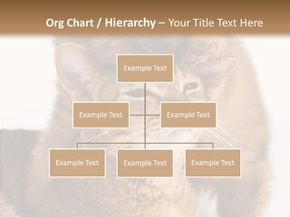 Staring Dreaminess Single PowerPoint Template