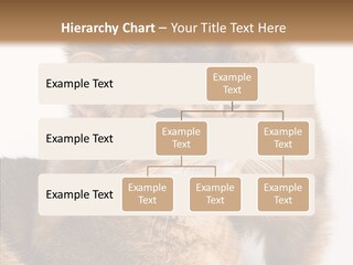 Staring Dreaminess Single PowerPoint Template