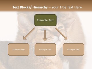 Staring Dreaminess Single PowerPoint Template