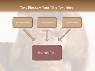 Staring Dreaminess Single PowerPoint Template