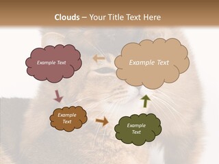 Staring Dreaminess Single PowerPoint Template