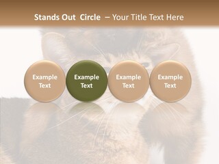 Staring Dreaminess Single PowerPoint Template