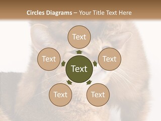 Staring Dreaminess Single PowerPoint Template