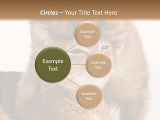 Staring Dreaminess Single PowerPoint Template