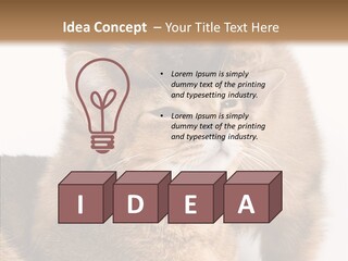 Staring Dreaminess Single PowerPoint Template