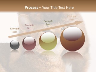 Staring Dreaminess Single PowerPoint Template