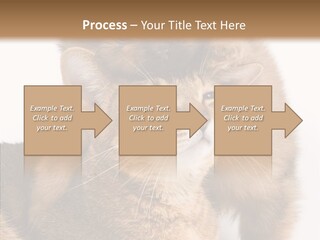 Staring Dreaminess Single PowerPoint Template